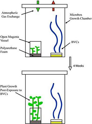 Volatile Compounds From Bacillus, Serratia, and Pseudomonas Promote Growth and Alter the Transcriptional Landscape of Solanum tuberosum in a Passively Ventilated Growth System